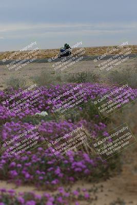 media/Jan-14-2023-SoCal Trackdays (Sat) [[497694156f]]/Turn 14 Exit Bloomig (145pm)/